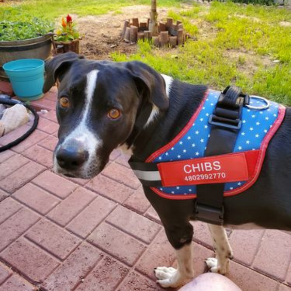 Patriotic dog harness hot sale