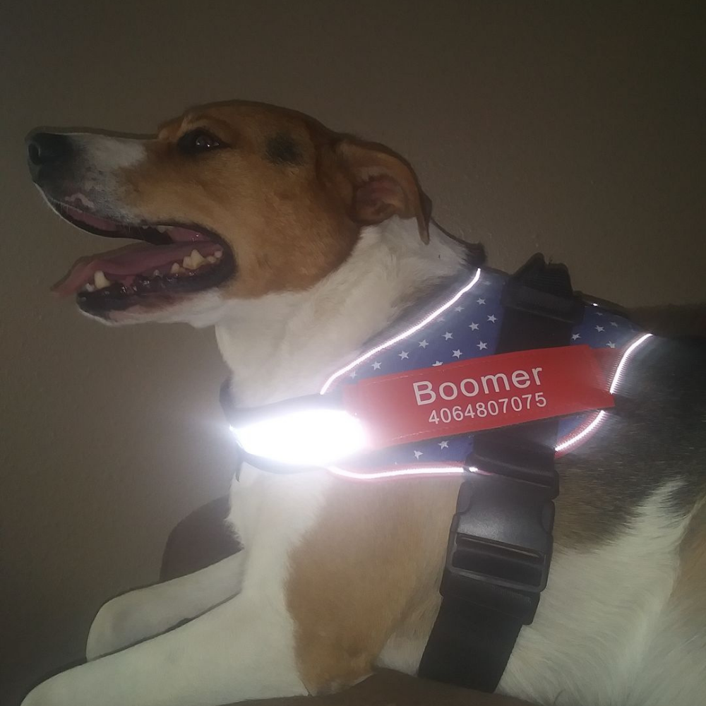 Petbarn online martingale collar